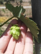 Como cultivar lupulo para cerveza artesanal (Malaga)